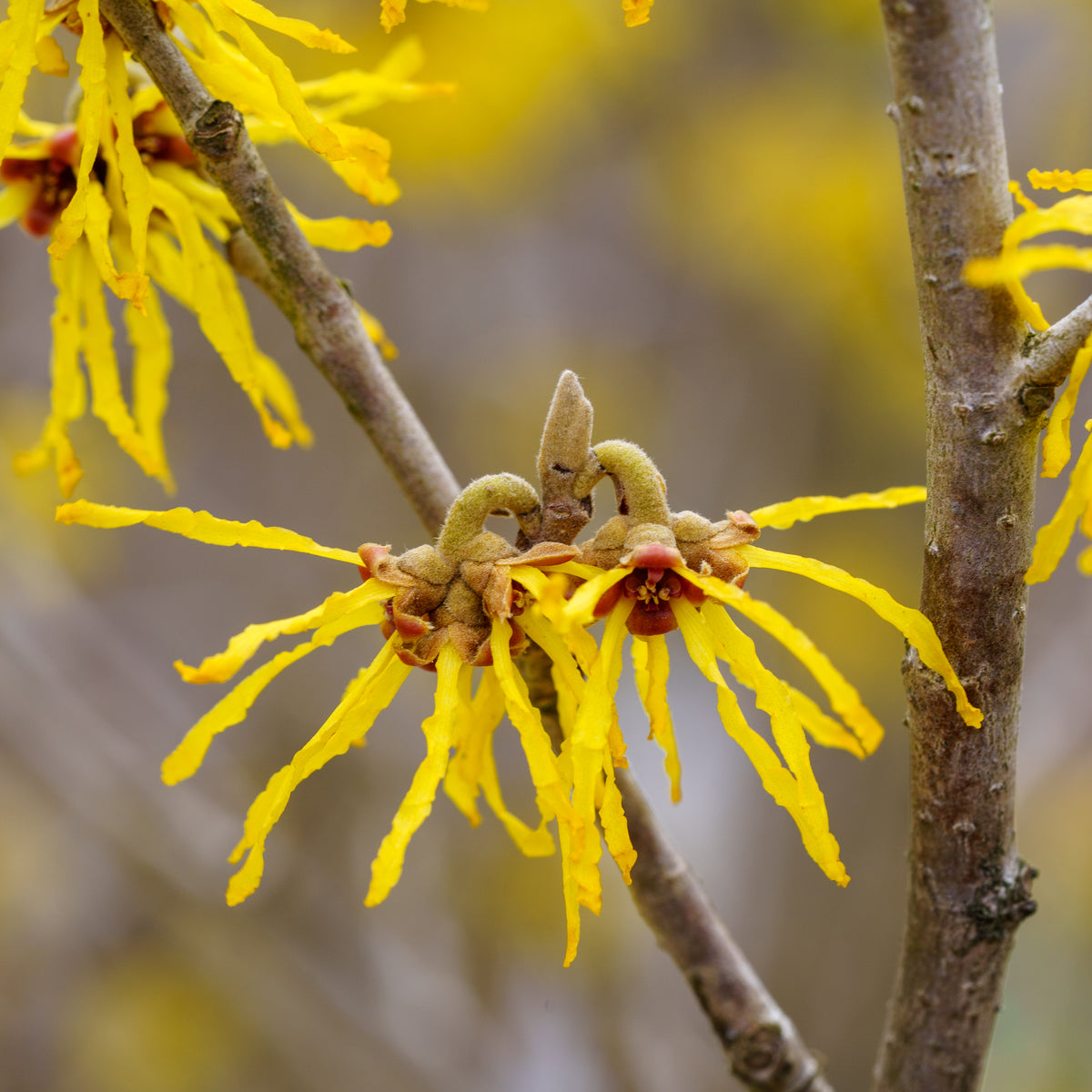Wisley Supreme Chinese Witch Hazel – Plant Detectives