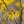 Load image into Gallery viewer, Wisley Supreme Witch Hazel - Witch Hazel - Shrubs