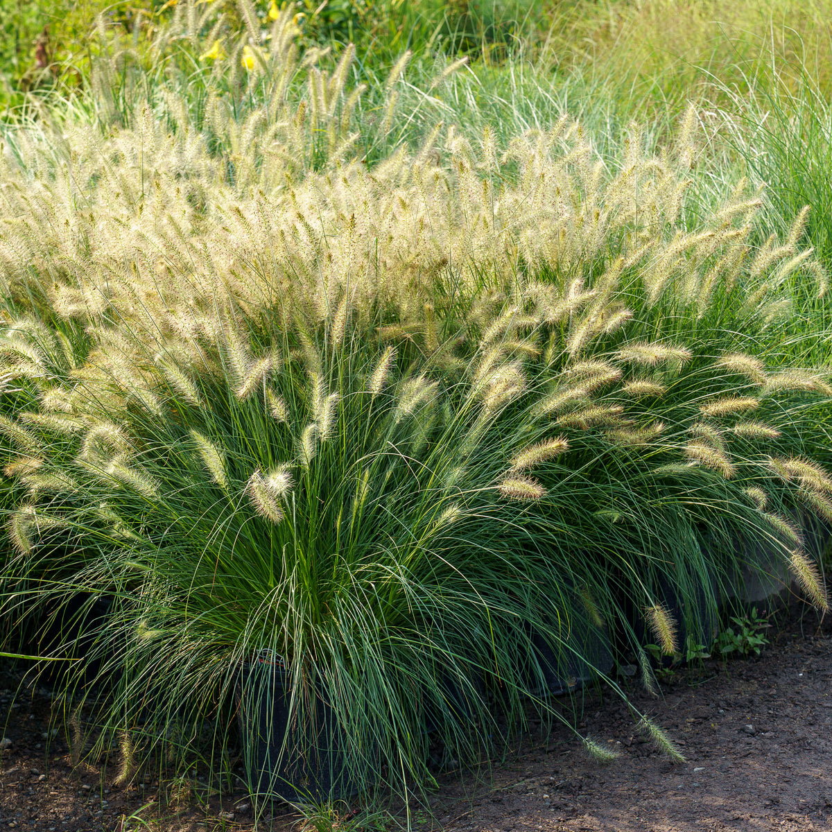 Hameln Fountain Grass – Plant Detectives