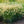 Load image into Gallery viewer, Hameln Fountain Grass