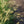 Load image into Gallery viewer, Hameln Fountain Grass