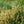 Load image into Gallery viewer, Hameln Fountain Grass