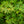 Load image into Gallery viewer, Hanami Nishiki Japanese Maple
