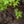 Load image into Gallery viewer, Hanami Nishiki Japanese Maple