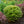 Load image into Gallery viewer, Hanami Nishiki Japanese Maple