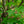 Load image into Gallery viewer, Happidaze Sweetgum