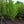 Load image into Gallery viewer, Happidaze Sweetgum