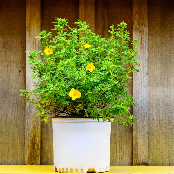Happy Face Yellow Potentilla