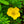 Load image into Gallery viewer, Happy Face Yellow Potentilla