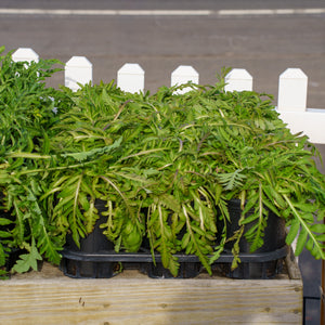 Harlem Oriental Poppy