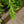 Load image into Gallery viewer, Harlem Oriental Poppy