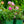 Load image into Gallery viewer, Harlow Carr English Shrub Rose