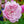 Load image into Gallery viewer, Harlow Carr English Shrub Rose