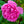Load image into Gallery viewer, Harlow Carr English Shrub Rose