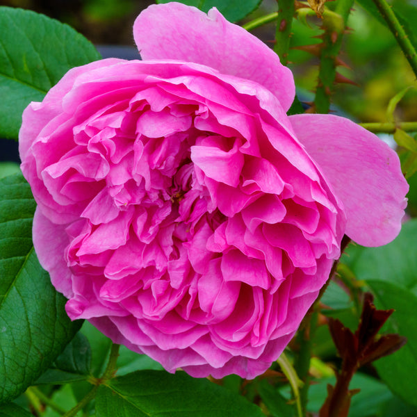 Harlow Carr English Shrub Rose