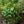 Load image into Gallery viewer, Hartlage Wine Sweetshrub