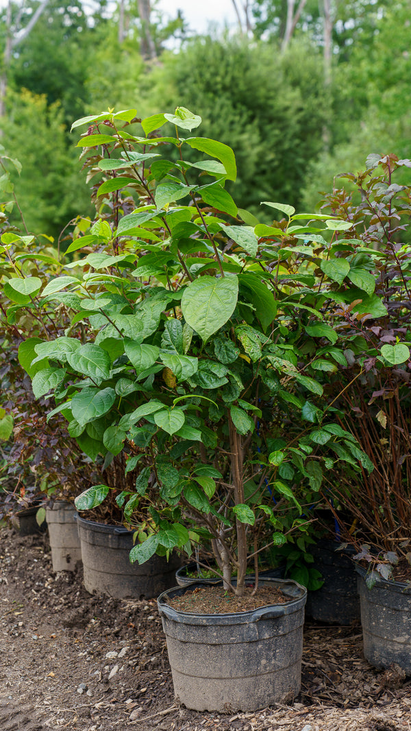 Hartlage Wine Sweetshrub