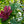 Load image into Gallery viewer, Hartlage Wine Sweetshrub - Other Shrubs - Shrubs