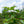 Load image into Gallery viewer, Hartlage Wine Sweetshrub
