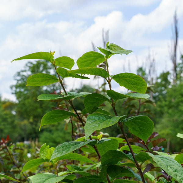 Hartlage Wine Sweetshrub