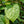 Load image into Gallery viewer, Hartlage Wine Sweetshrub