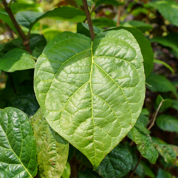 Hartlage Wine Sweetshrub