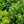 Load image into Gallery viewer, Hatfield Yew - Yew - Shrubs