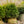 Load image into Gallery viewer, Hatfield Yew - Yew - Shrubs