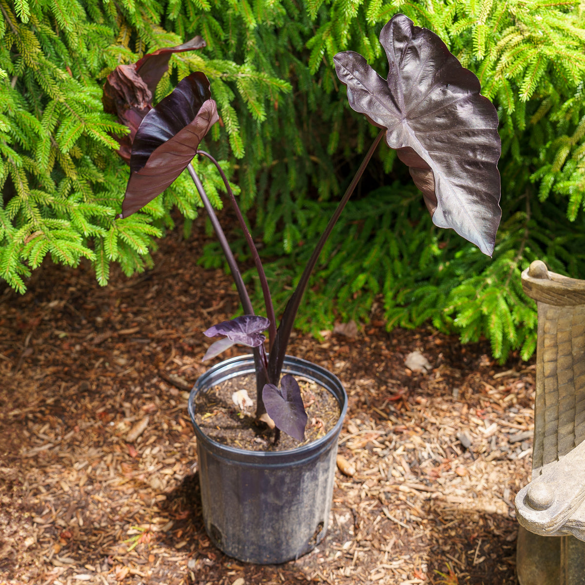 elephant ear plant soil Black Coral Elephant Ear – Plant Detectives