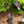 Load image into Gallery viewer, Hawaiian Black Coral Elephant Ear