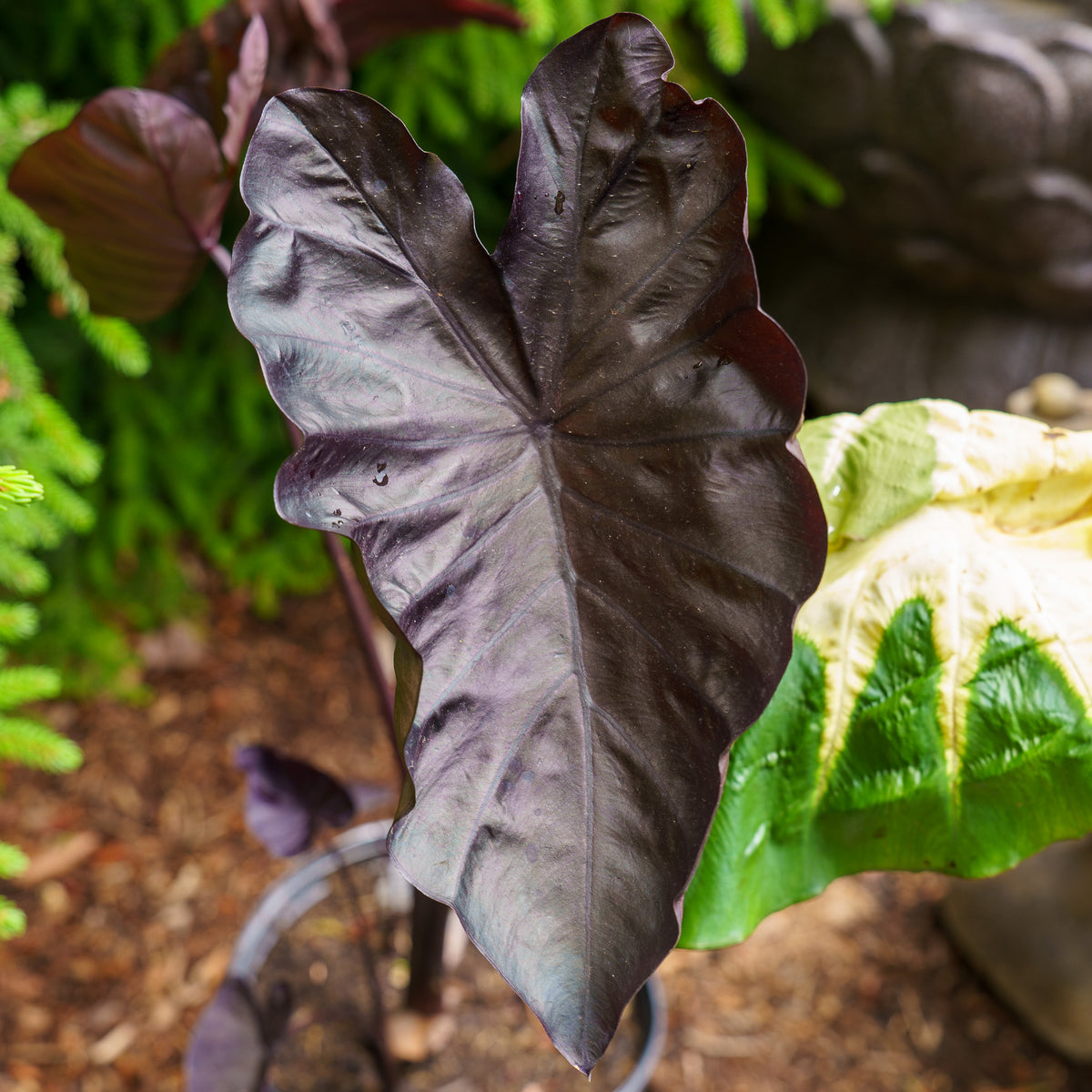 black coral elephant ear plant care Black Coral Elephant Ear – Plant Detectives