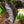 Load image into Gallery viewer, Hawaiian Black Coral Elephant Ear