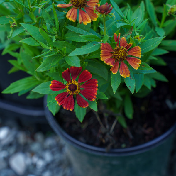HayDay Orange Sneezeweed