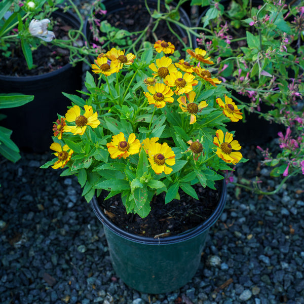 HayDay Orange Sneezeweed