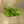 Load image into Gallery viewer, Heart Fern