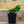 Load image into Gallery viewer, Heart Fern - Ferns Houseplant Ferns - Perennials