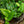 Load image into Gallery viewer, Heart Fern
