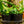 Load image into Gallery viewer, Heart Fern