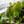 Load image into Gallery viewer, Heartleaf Philodendron