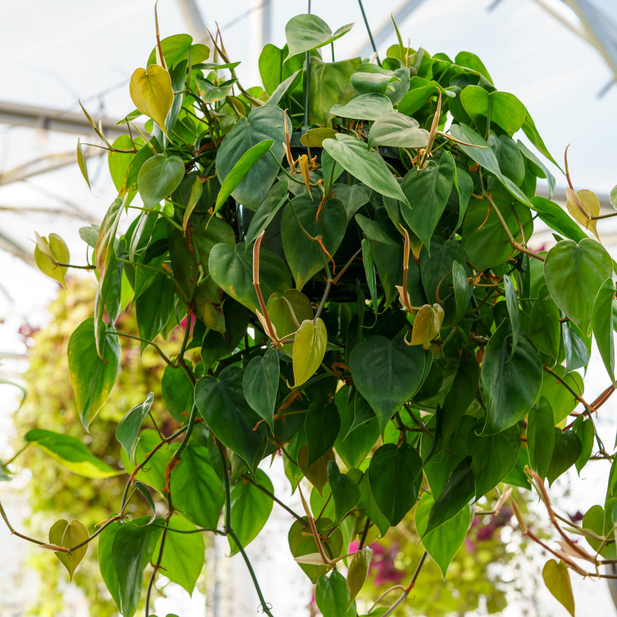 heartleaf philodendron Heart-leaf Philodendron – Plant Detectives