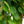 Load image into Gallery viewer, Heartleaf Philodendron