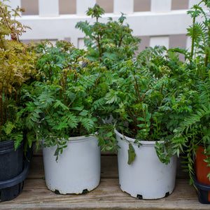 Heaven Scent Jacob's Ladder