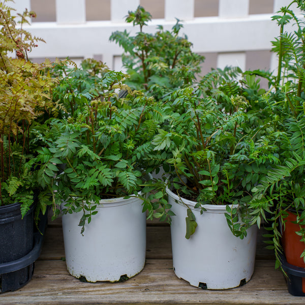 Heaven Scent Jacob's Ladder