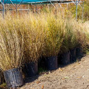 Heavy Metal Switchgrass