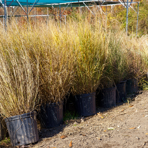 Heavy Metal Switchgrass