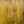 Load image into Gallery viewer, Heavy Metal Switchgrass