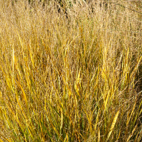 Heavy Metal Switchgrass