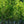 Load image into Gallery viewer, Hedge Maple - Maple - Shade Trees