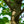 Load image into Gallery viewer, Hedge Maple - Maple - Shade Trees