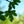 Load image into Gallery viewer, Hedge Maple - Maple - Shade Trees
